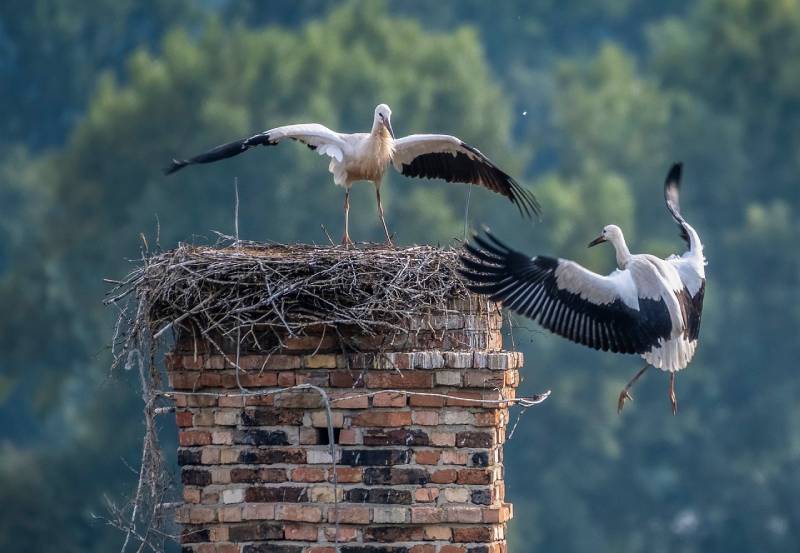 Professional Chimney Animal Removal Services in Kingston, Massachusetts