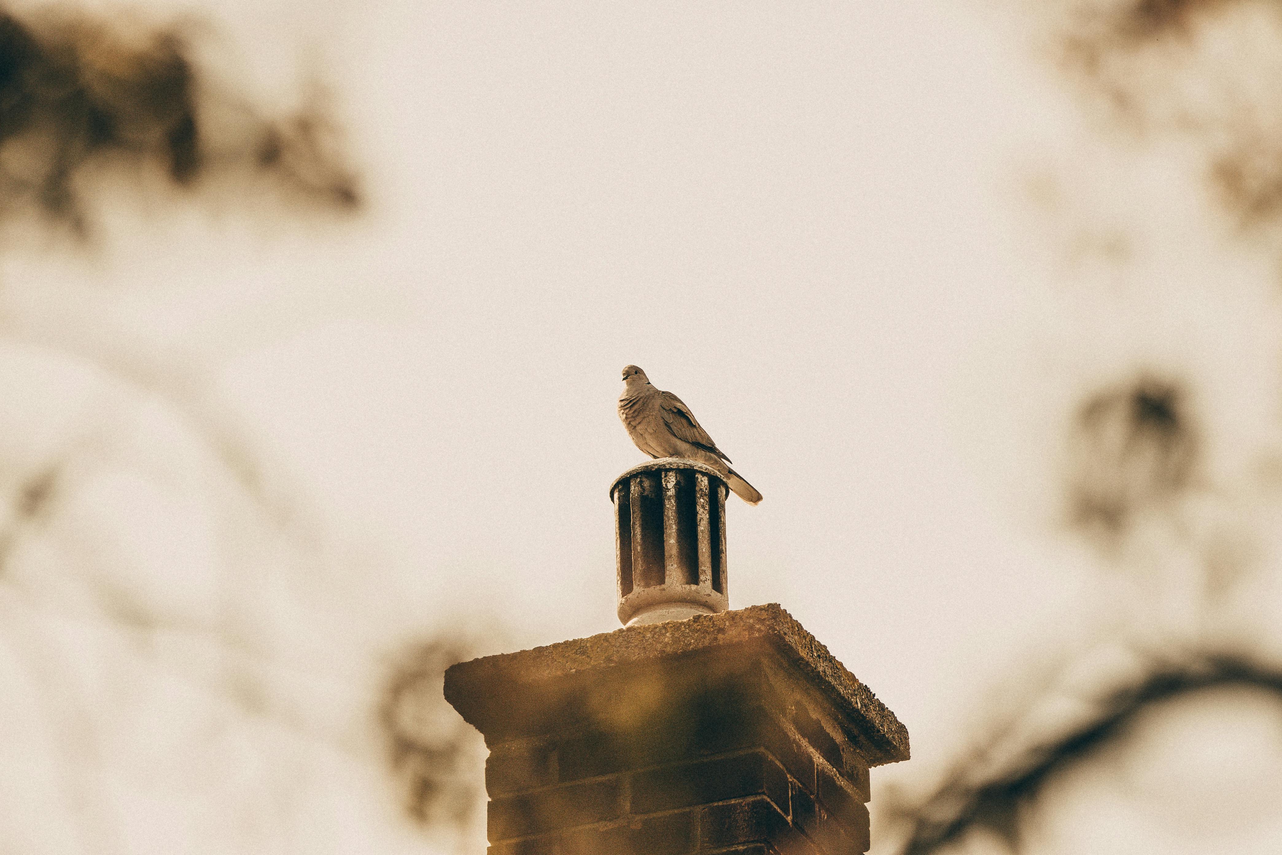 Expert Chimney Cap Installation in Kingston, Massachusetts